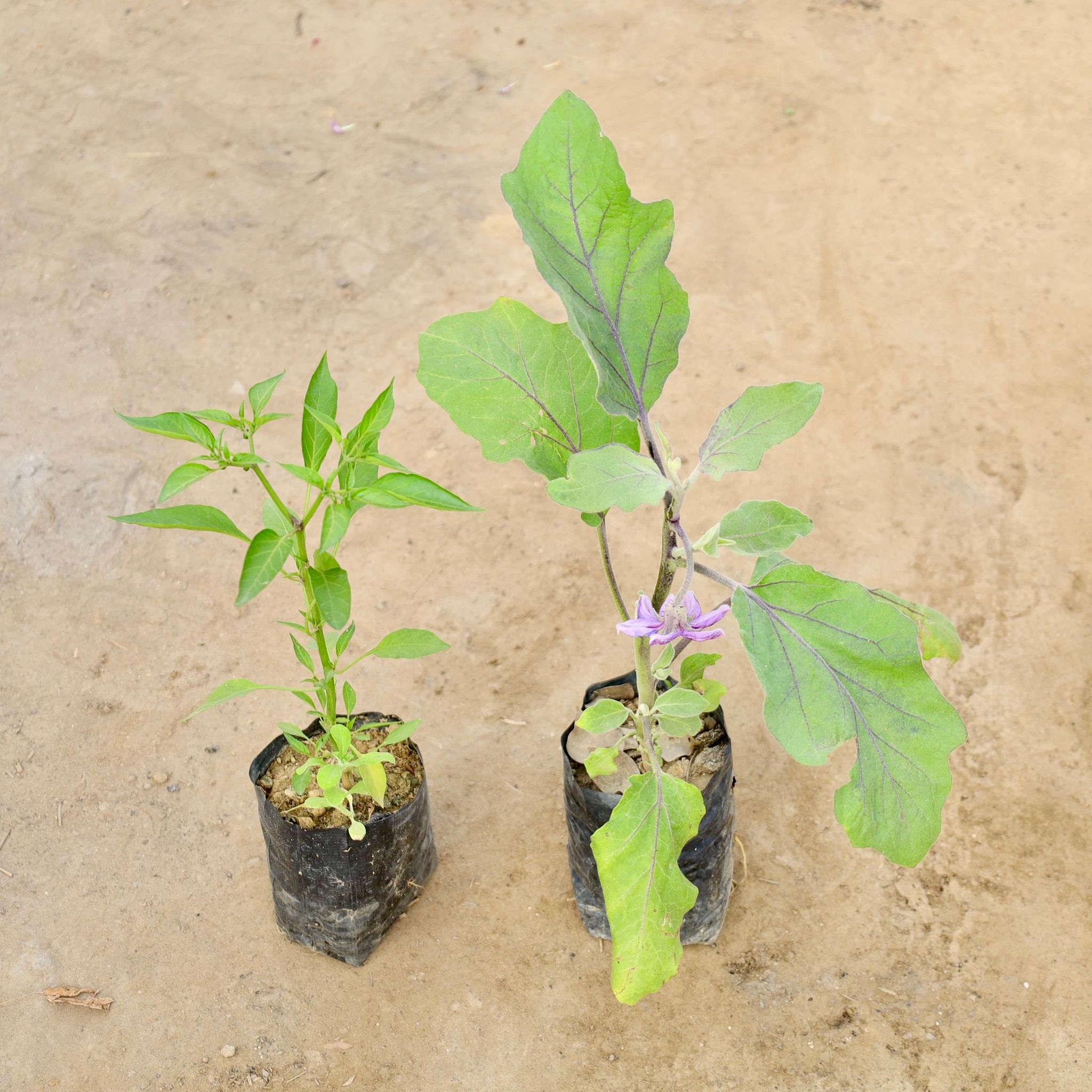 Set of 2 - Green Chilli & Brinjal / Baigan in 4 Inch Nursery bag