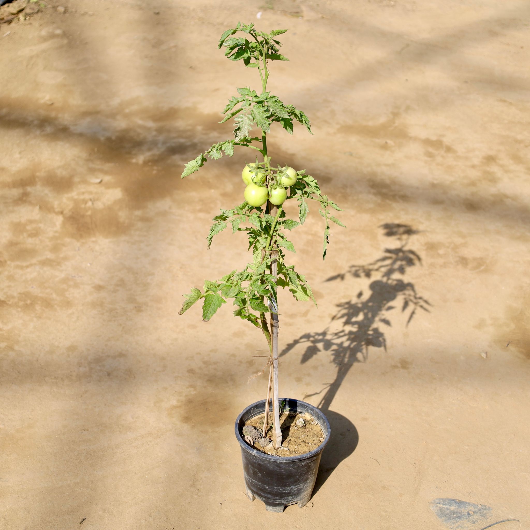 Tomato Plant in 6 Inch Nursery Pot