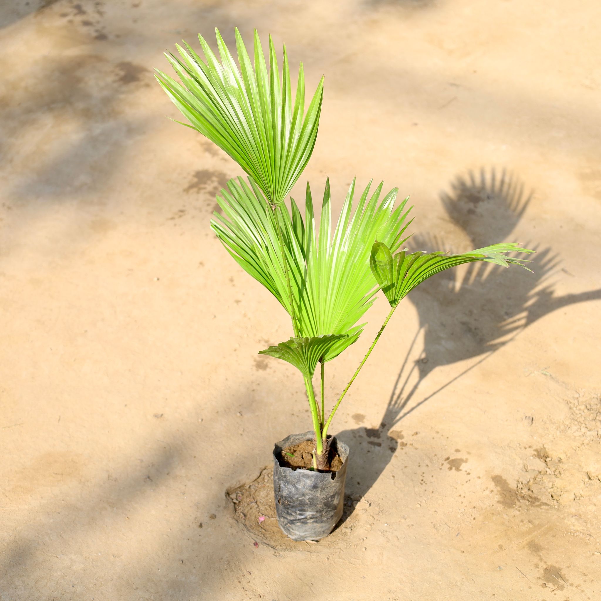 China Palm in 4 Inch Nursery bag