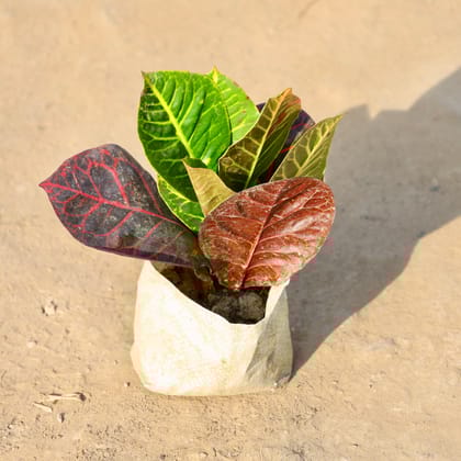 Buy Croton Petra in 4 Inch Nursery bag | Urvann.com