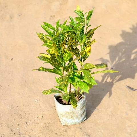 Baby Croton in 4 Inch Nursery bag