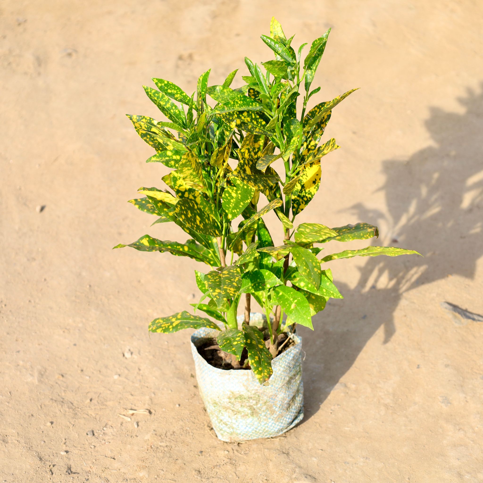 Baby Croton in 4 Inch Nursery bag