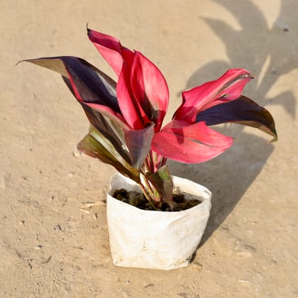 Buy Dracaena Rosea  in 4 Inch Nursery bag | Urvann.com