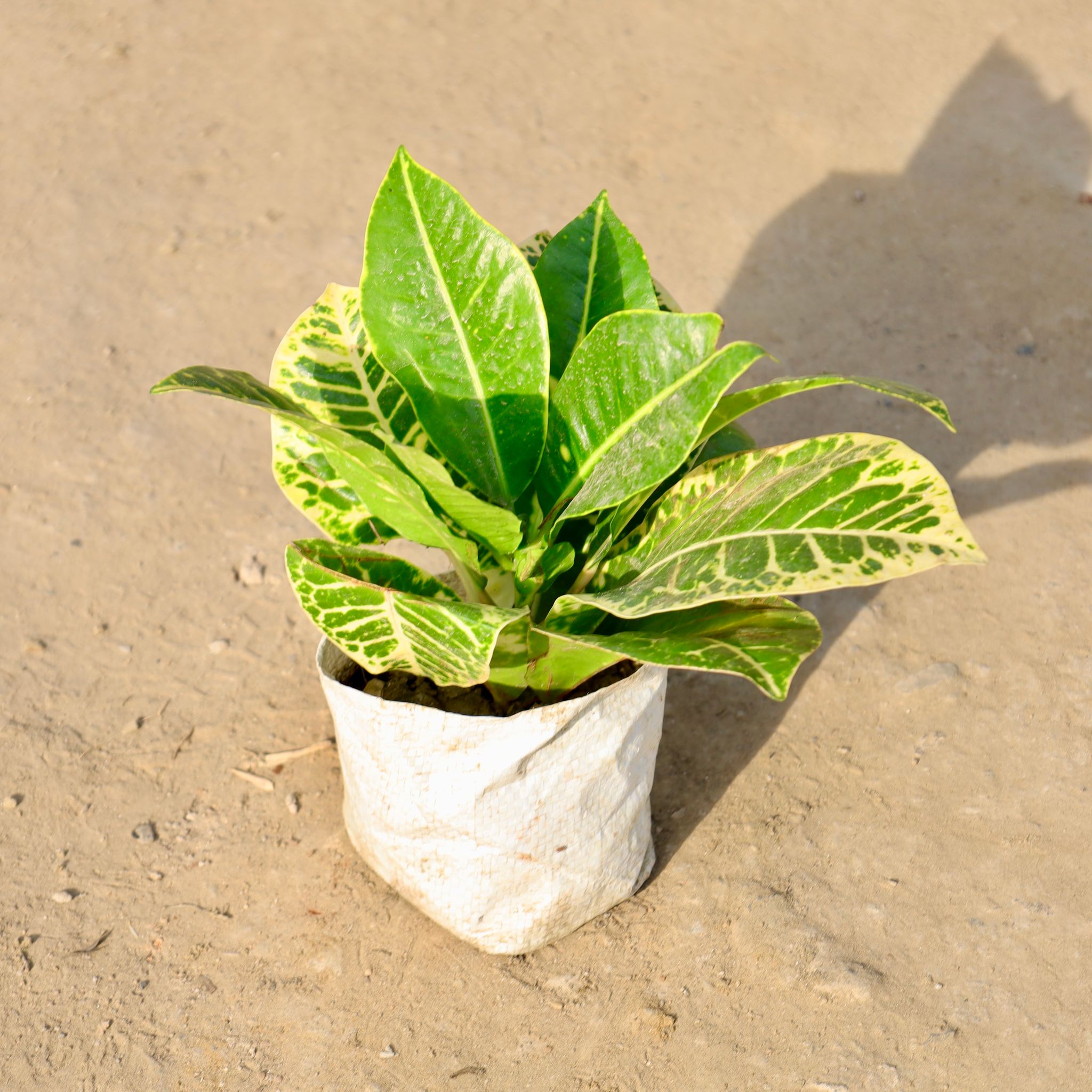 Croton Petra in 4 Inch Nursery bag