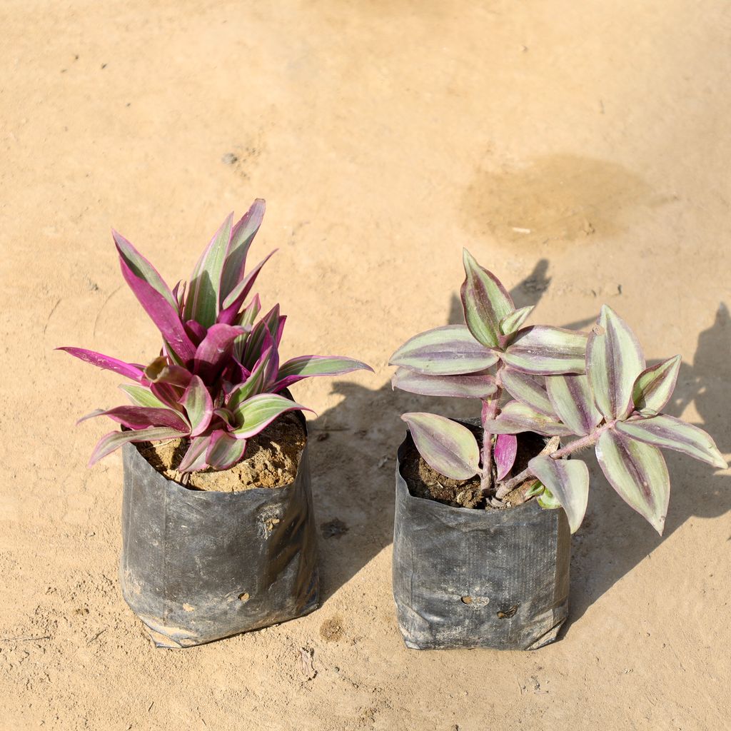 Buy Set of 2 - Rhoeo / Durangi & Wandering Jew in 4 Inch Nursery bag | Urvann.com Set of 2 - Rhoeo / Durangi & Wandering Jew in 4 Inch Nursery bag