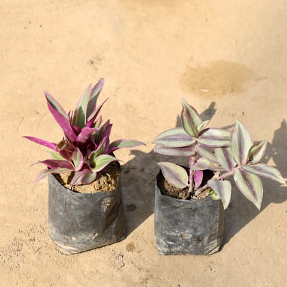 Buy Set of 2 - Rhoeo / Durangi & Wandering Jew in 4 Inch Nursery bag | Urvann.com