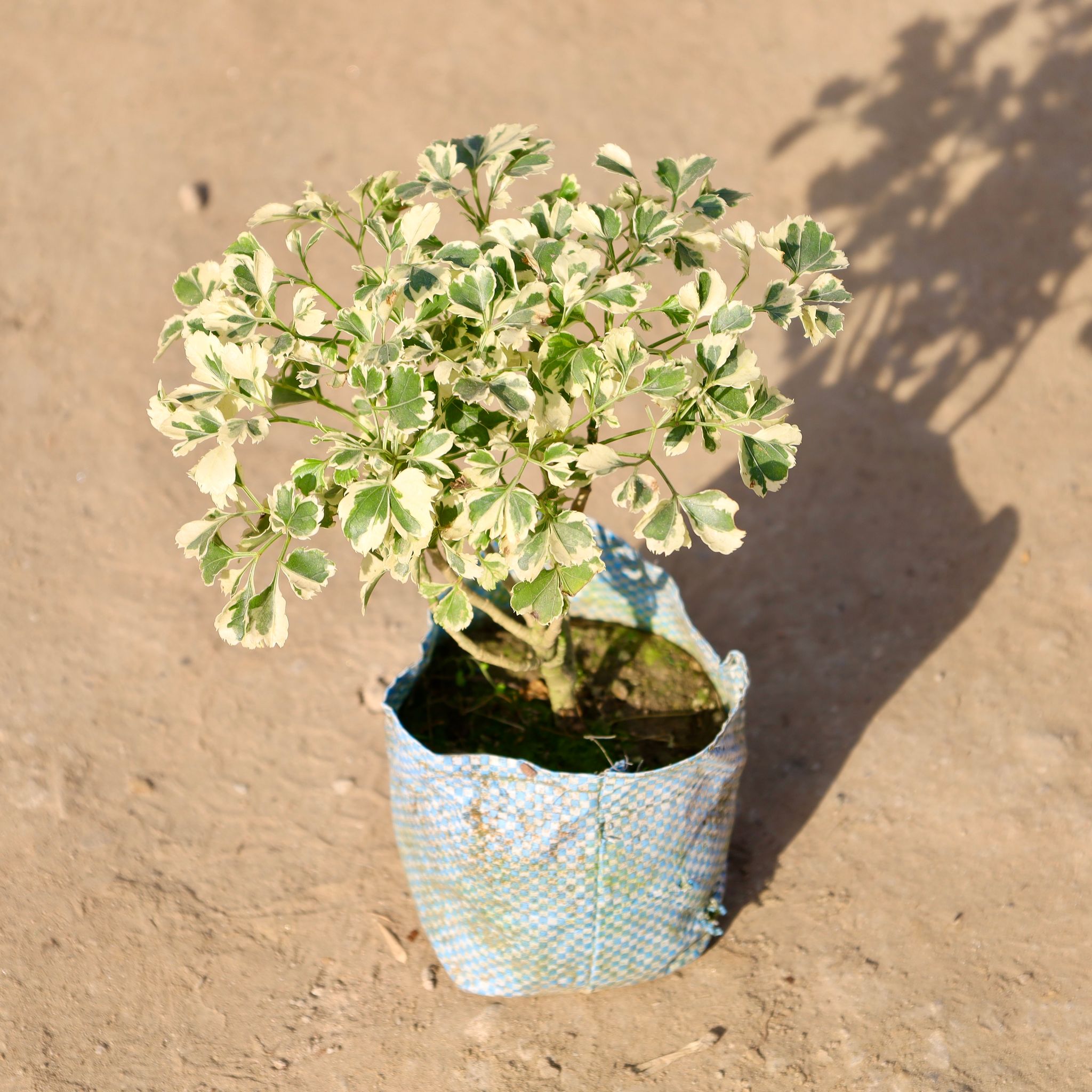 Aralia White in 4 Inch Nursery bag