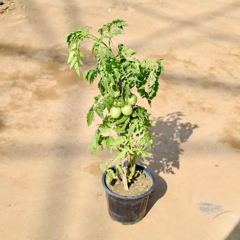 Tomato Plant in 8 Inch Nursery Pot
