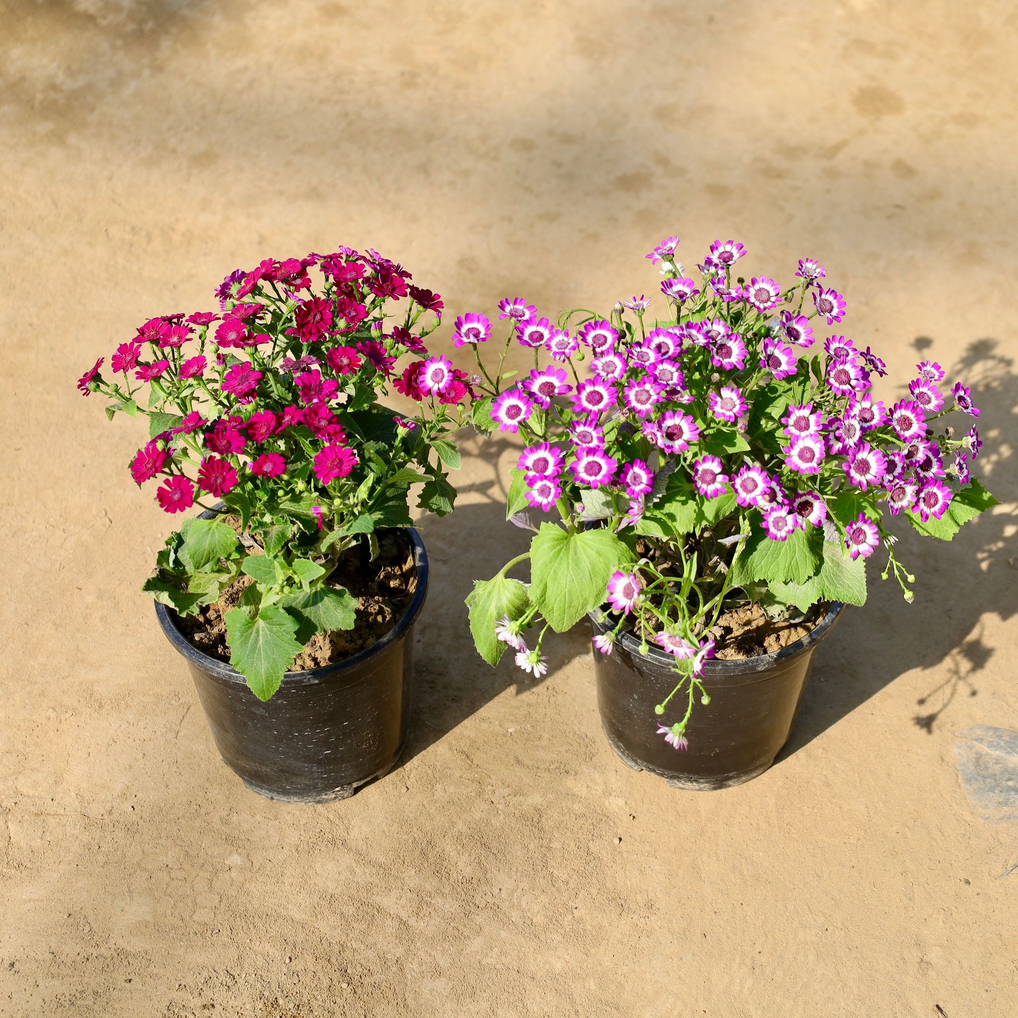 Set of 2 - Cineraria Dwarf (Any Colour) in 6 Inch Nursery Pot