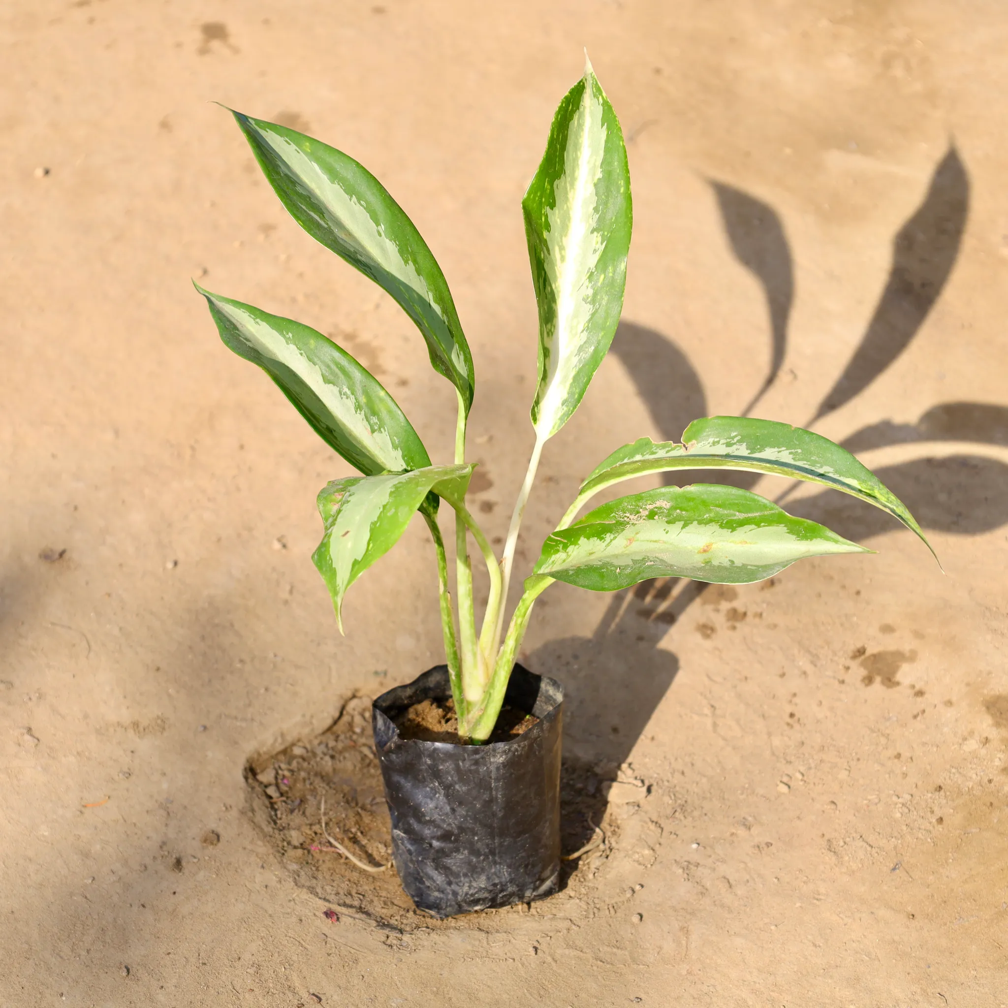 Aglaonema Silver Queen in 4 Inch Nursery bag