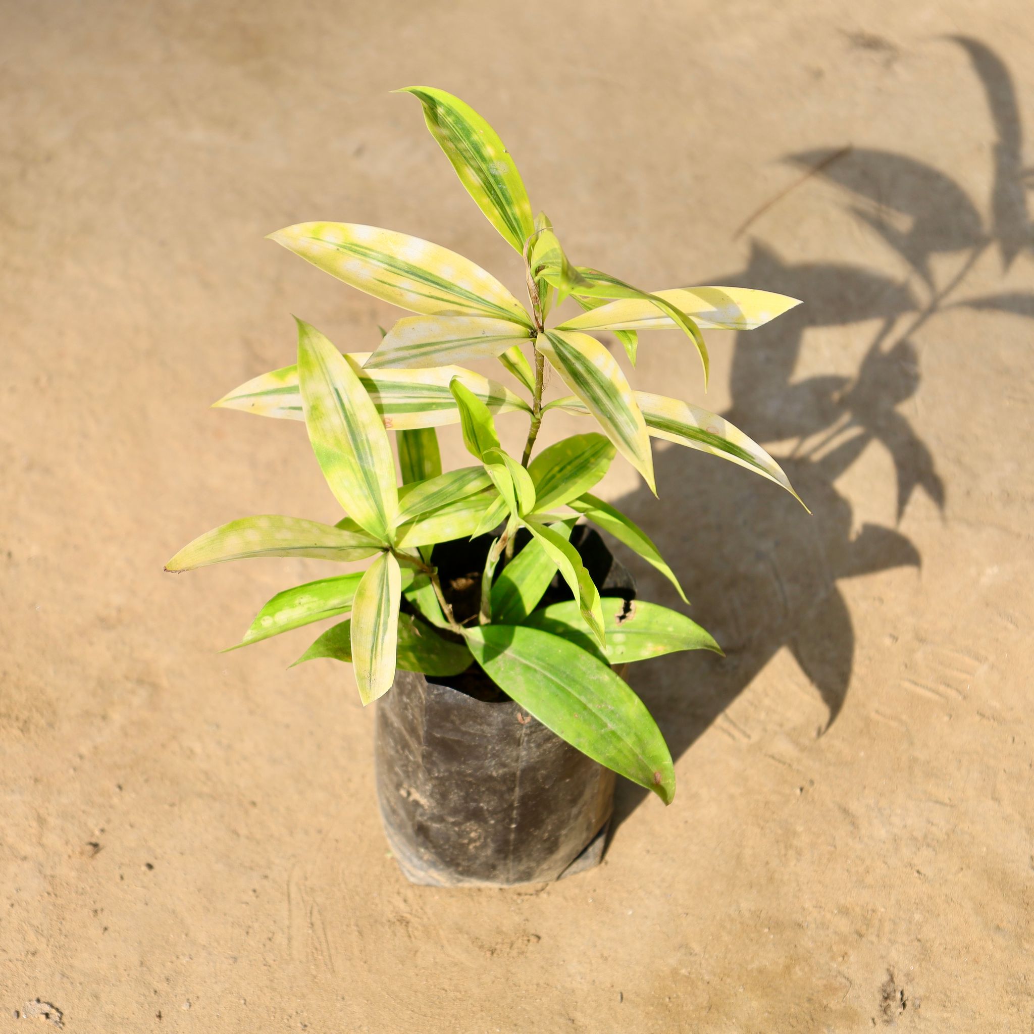 Dracaena Milky in 4 Inch Nursery bag