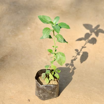 Buy Ashwagandha in 4 Inch Nursery bag | Urvann.com
