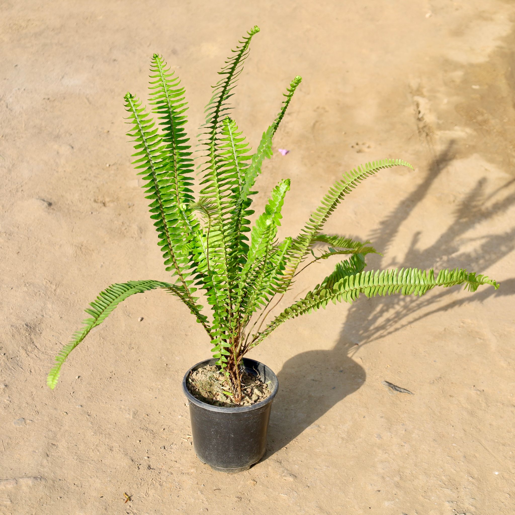 Fern Green in 6 Inch Nursery Pot