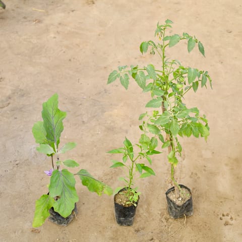 Set of 3 - Brinjal / Baigan, Tomato plant & Green Chilli in 4 Inch Nursery bag