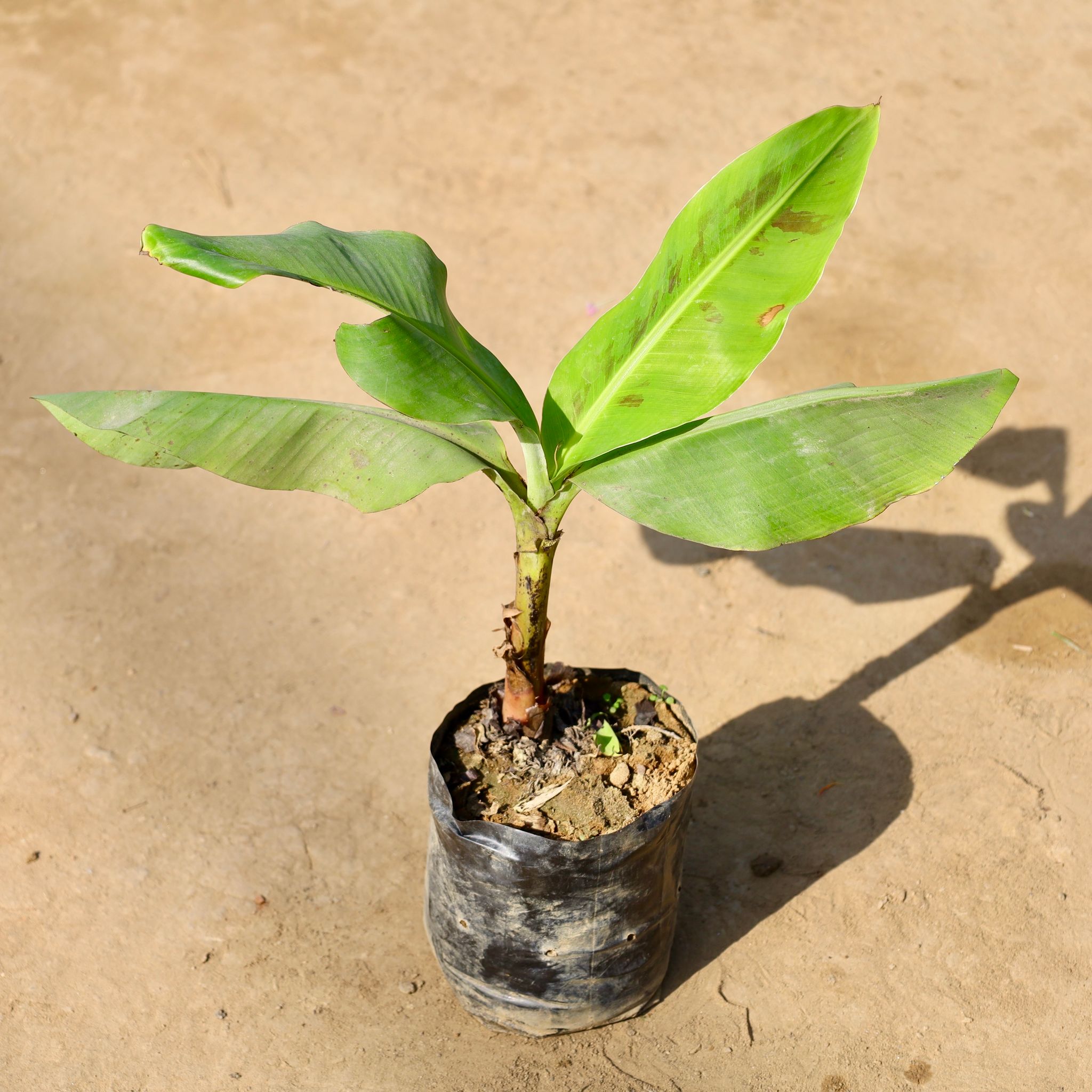 Banana Plant in 5 Inch Nursery bag