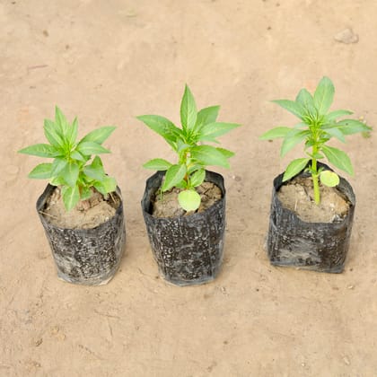 Buy Set of 3 - Balsam (Any Colour) in 4 Inch Nursery bag | Urvann.com