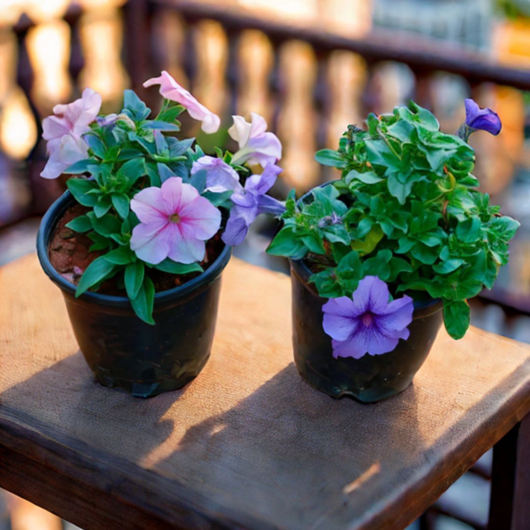 Set Of 2 - Petunia (Any Colour) in 5 Inch Nursery Pot