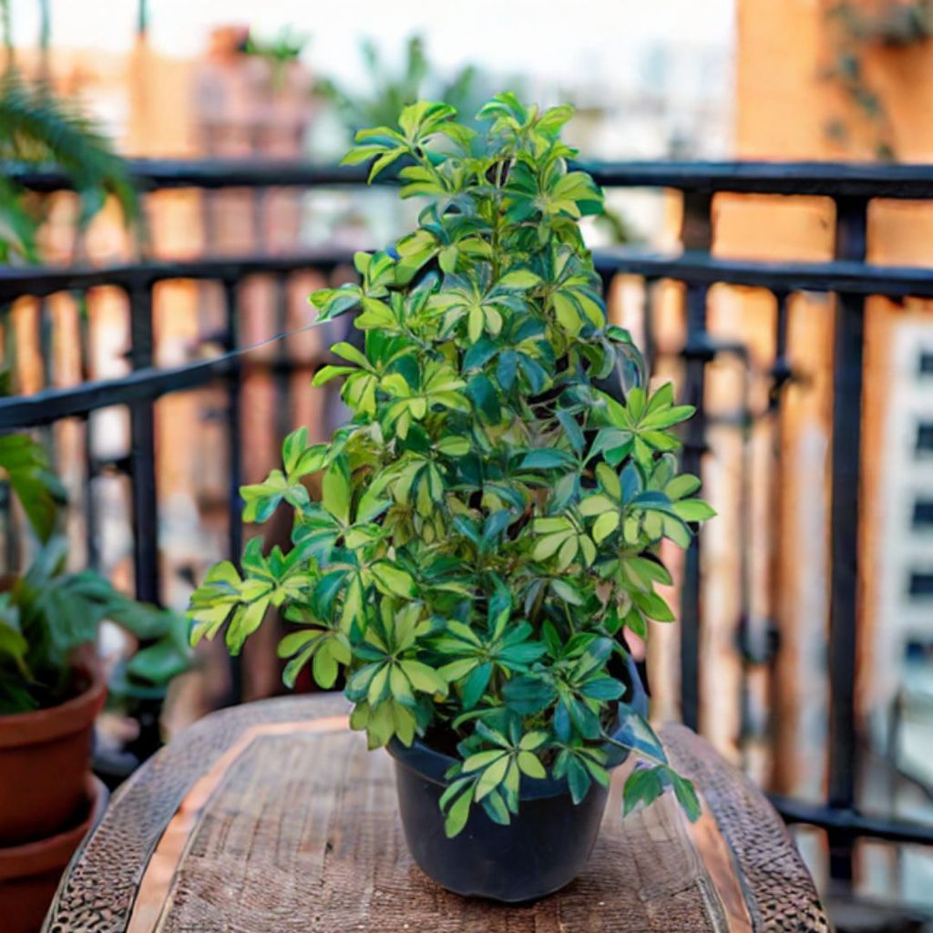 Schefflera Variegated in 14 Inch Nursery Pot Schefflera Variegated in 14 Inch Nursery Pot
