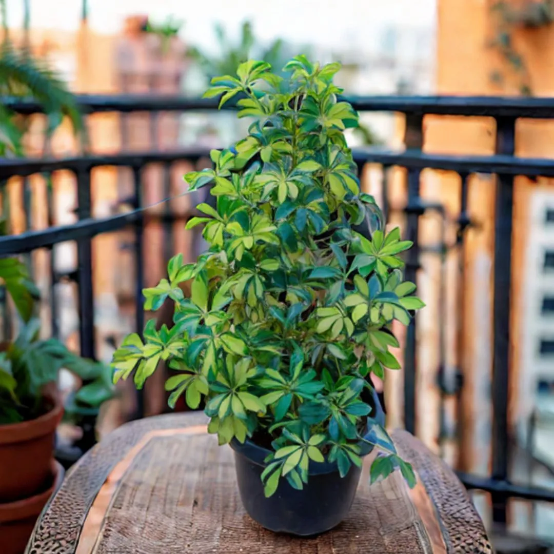 Schefflera Variegated in 14 Inch Nursery Pot