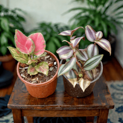 Set Of 2 - Aglaonema Red Ruby & Wandering Jew in 4 Inch Nursery Pot