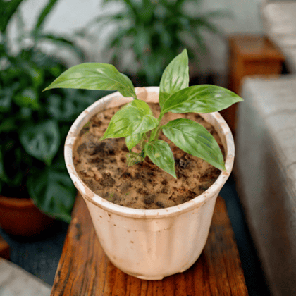 Peace Lily in 6 Inch Nursery Pot