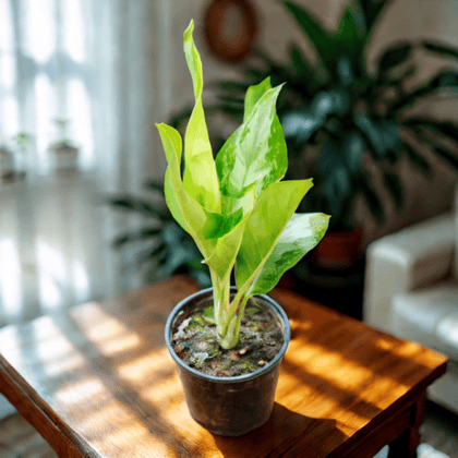 Aglaonema Silver Queen in 6 Inch Nursery Pot