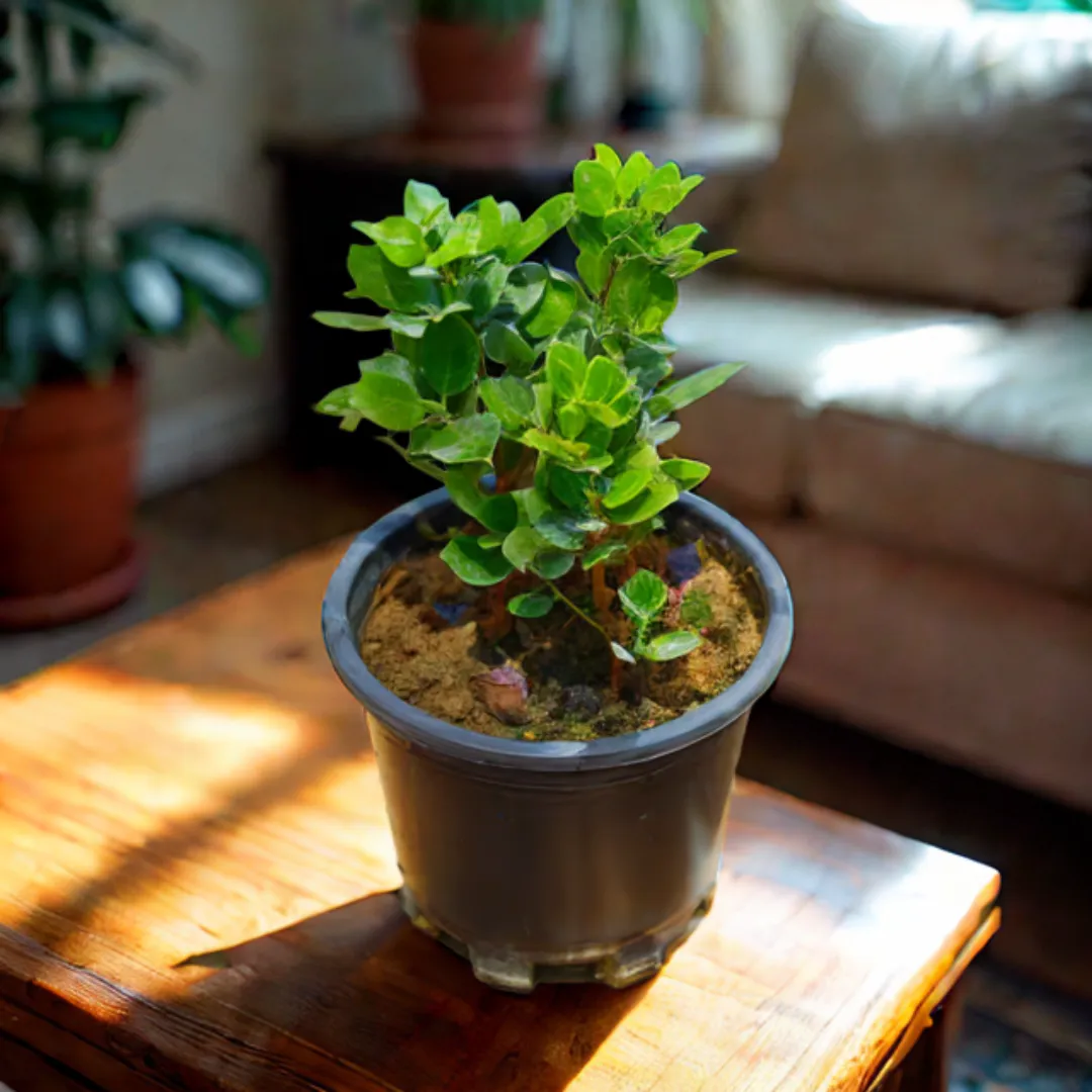 Ficus Long Island Black in 10 Inch Nursery Pot