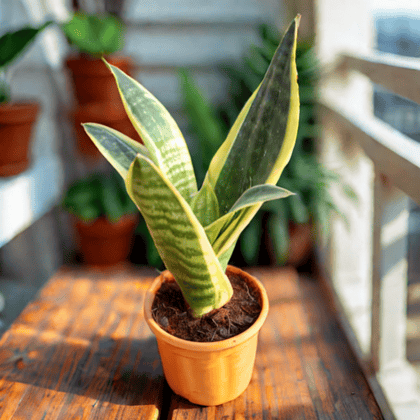 Snake Yellow (Imported) in 4 Inch Nursery Pot