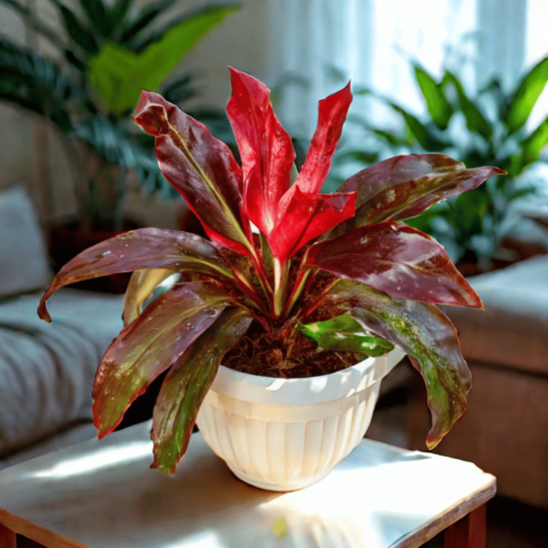 Dracaena Rosea in 8 Inch White classy Plastic Pot