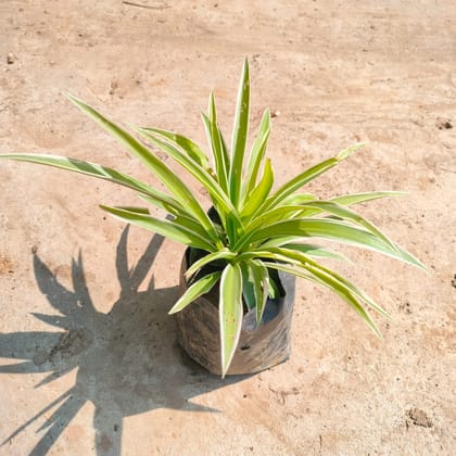Spider Plant in 4 Inch Nursery Bag