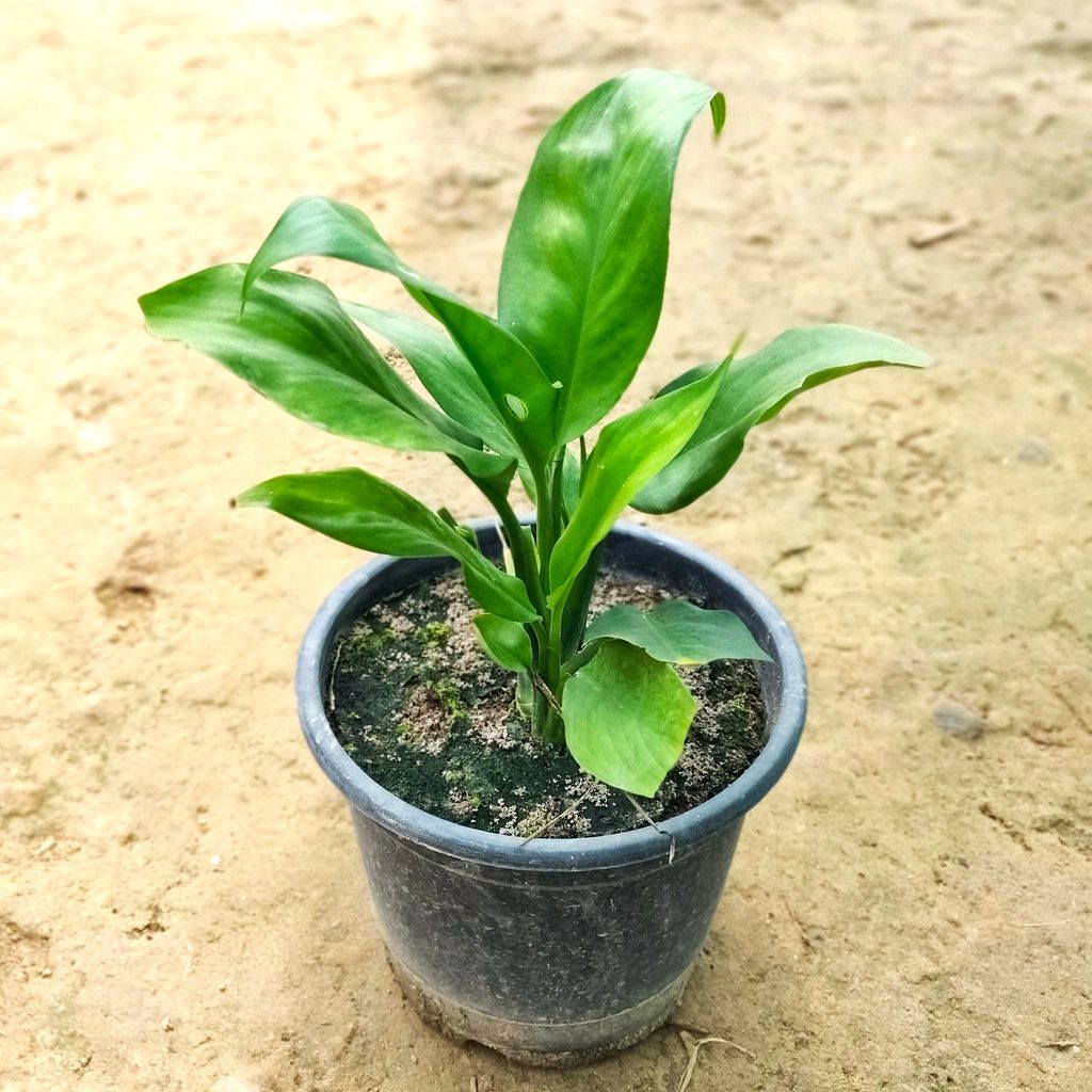 Peace Lily in 5 Inch Nursery Pot Peace Lily in 5 Inch Nursery Pot