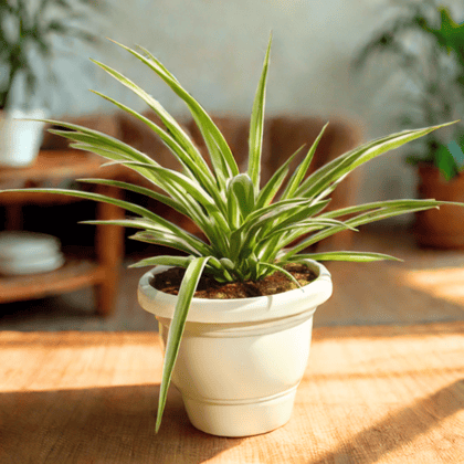 Spider in 8 Inch Classy White Apple Plastic Pot