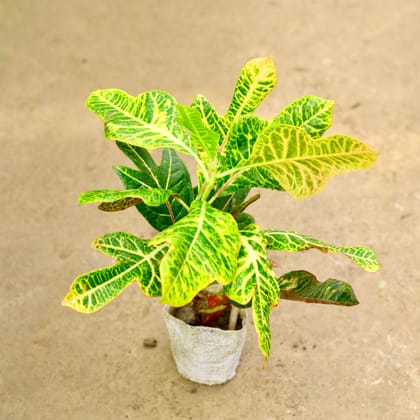 Croton Petra in 5 Inch Nursery Bag