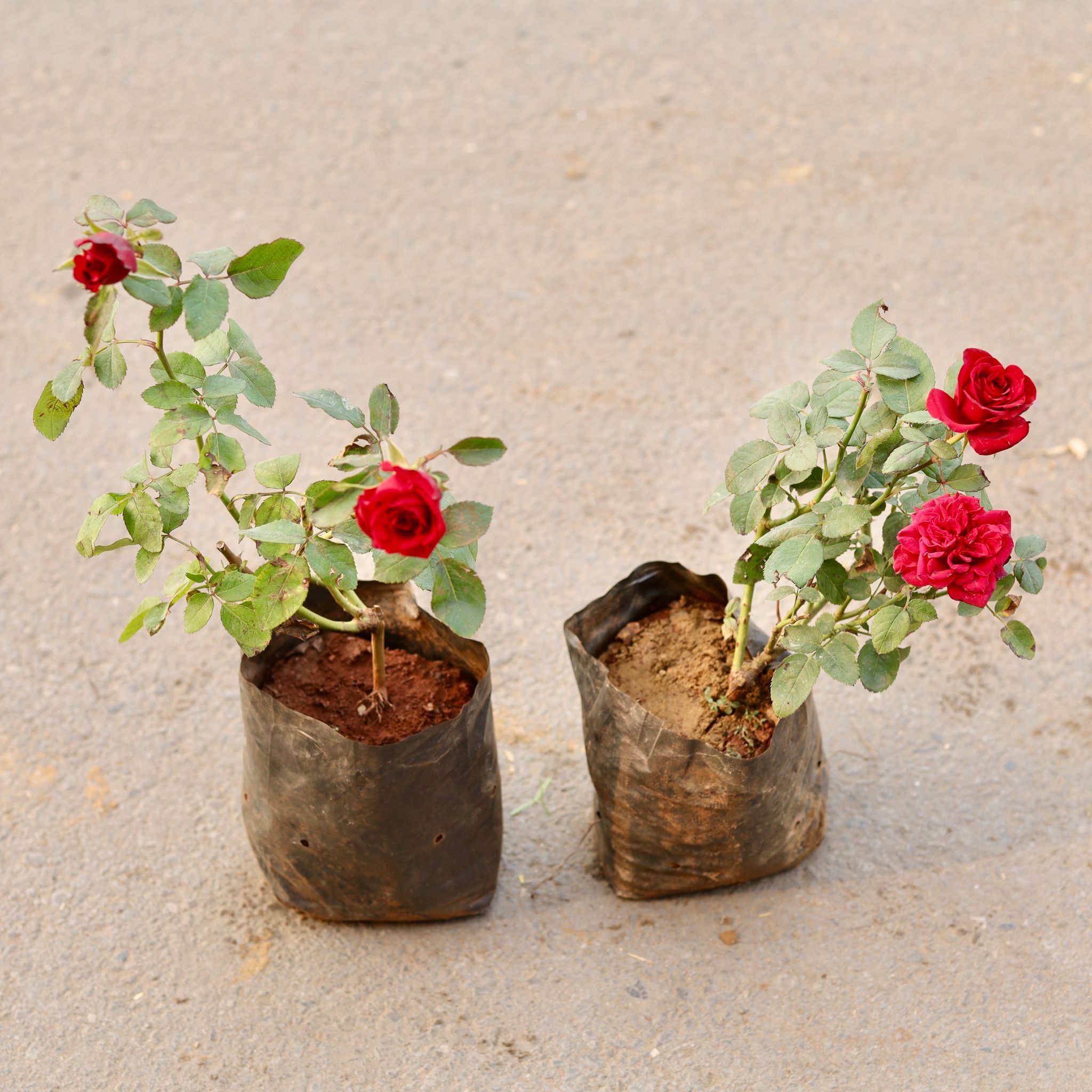 Set of 2 - English Roses (any colour) in 4 Inch Nursery Bag