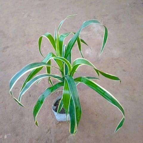 Dracaena Jamaica in 4 Inch Nursery Bag