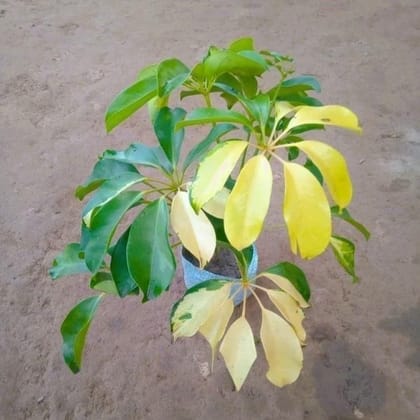 Buy Schefflera Brassia Variegated in 5 Inch Nursery Bag Online | Urvann.com