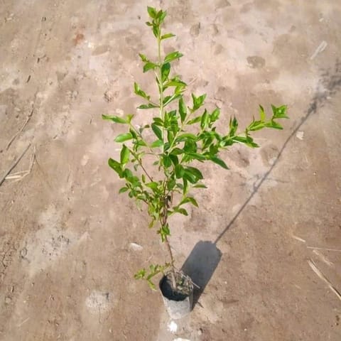 Mehandi / Henna Plant in 4 Inch Live Fresh Plant Nursery Bag in Rohini Sector 22