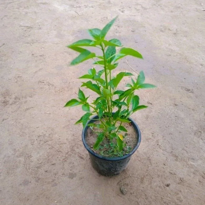 Green Chilli / Mirchi Plant in 6 Inch Nursery Pot