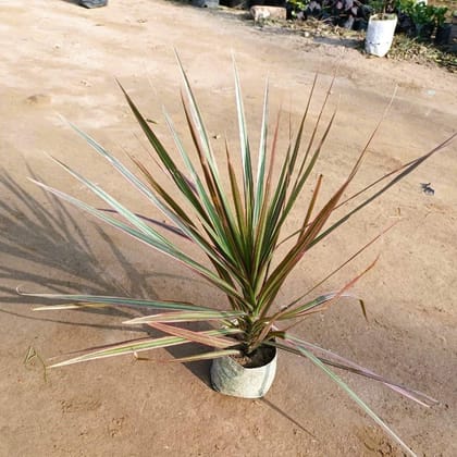 Dracaena marginata/Colorama Red in 4 Inch Nursery Bag