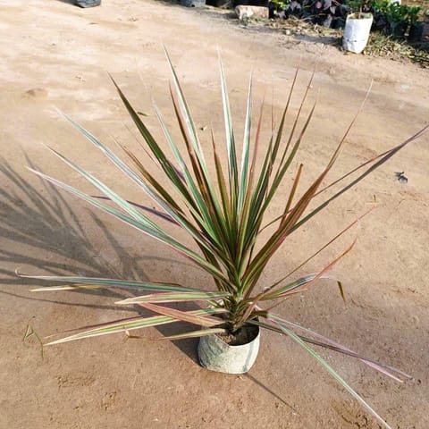 Dracaena marginata/Colorama Red in 4 Inch Nursery Bag