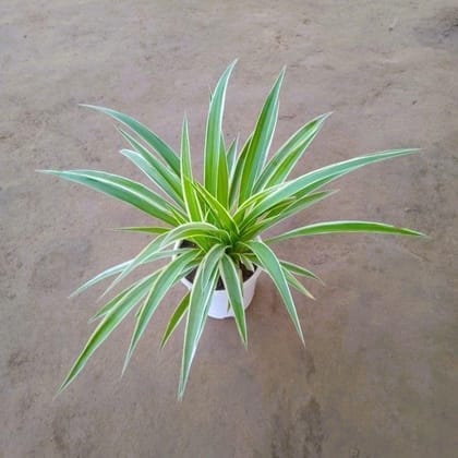 Spider Plant in 5 Inch Nursery Pot Any colour