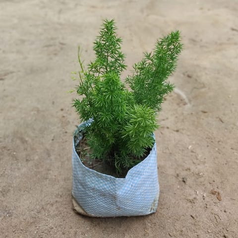 Asparagus Mary in 5 Inch Nursery Bag