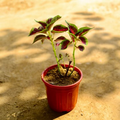 Buy Coleus (Any Colour) in 6 Inch Red Super Nursery Pot Online | Urvann.com