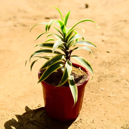 Buy Song of India in 6 Inch Red Super Nursery Pot Online | Urvann.com