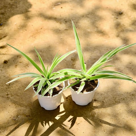 Set of 2 - Spider in 4 Inch Nursery Pot