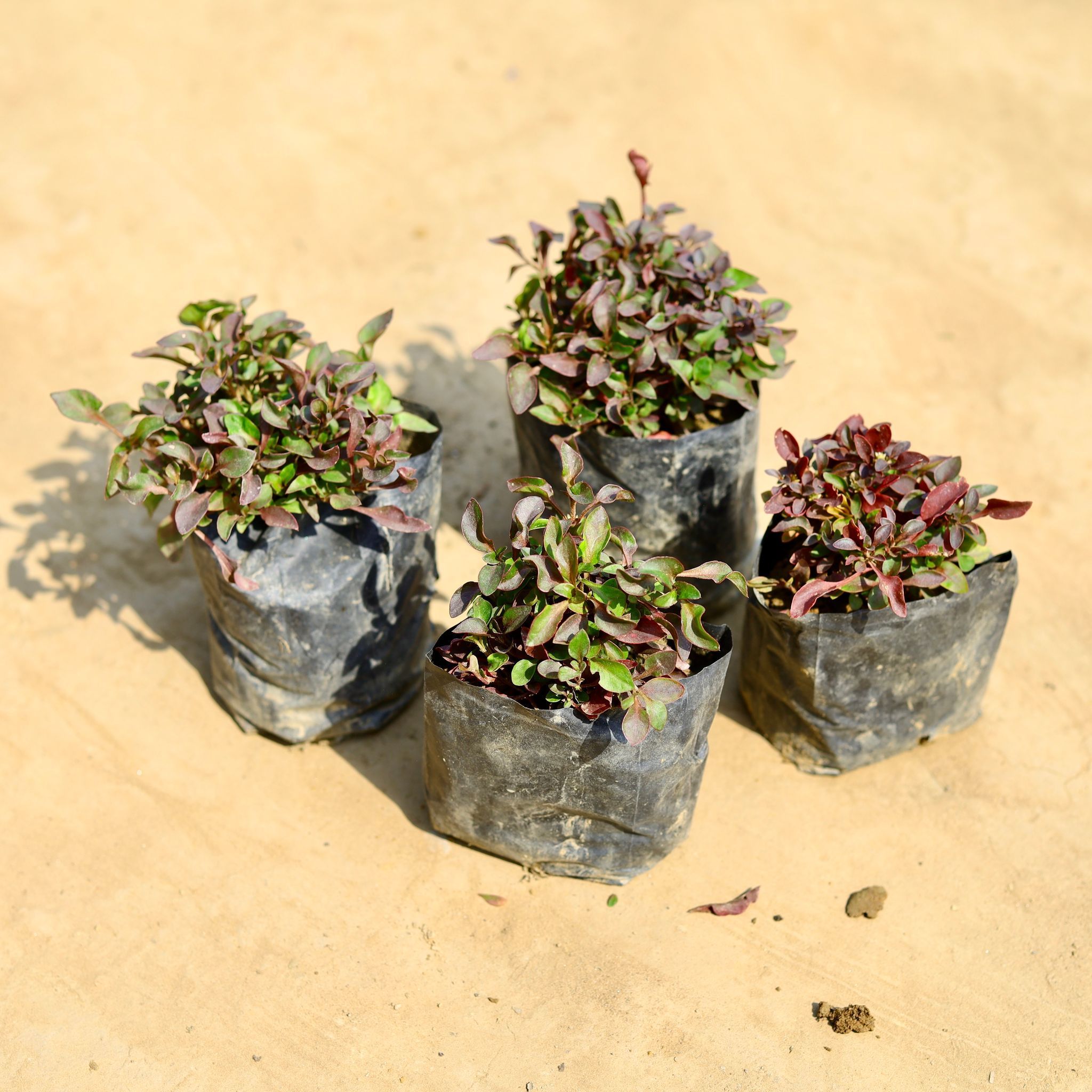 Set of 4 - Alternanthera Red in 4 inch Nursery bag