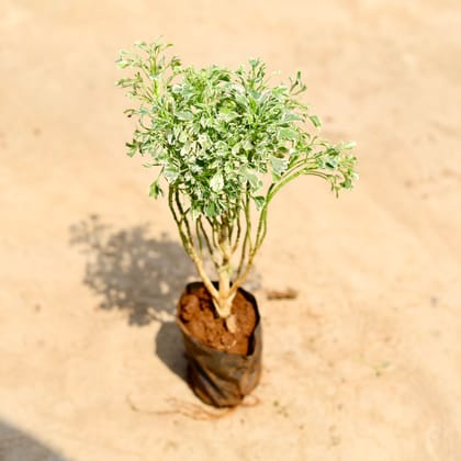 Buy Aralia Variegated in 4 inch Nursery bag Online | Urvann.com