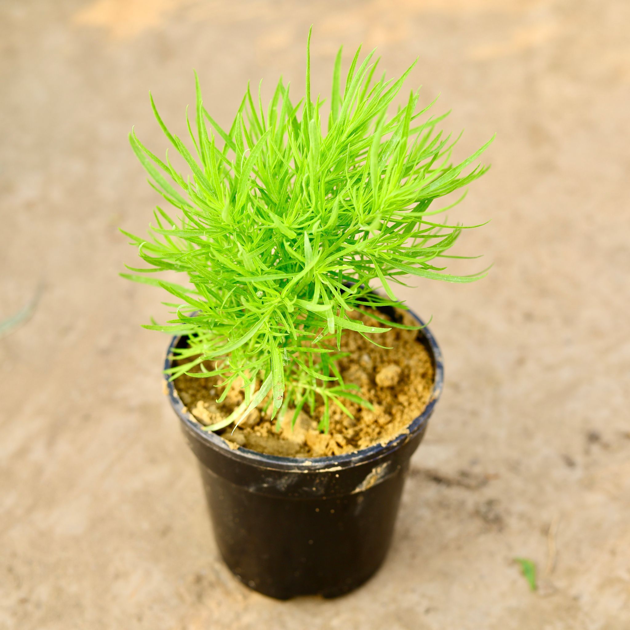 Kochia in 5 inch Nursery pot