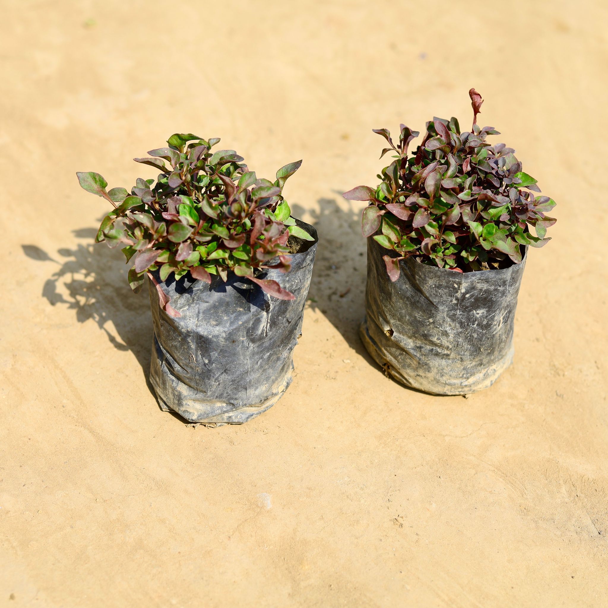 Set of 2 - Alternanthera Red in 4 inch Nursery bag