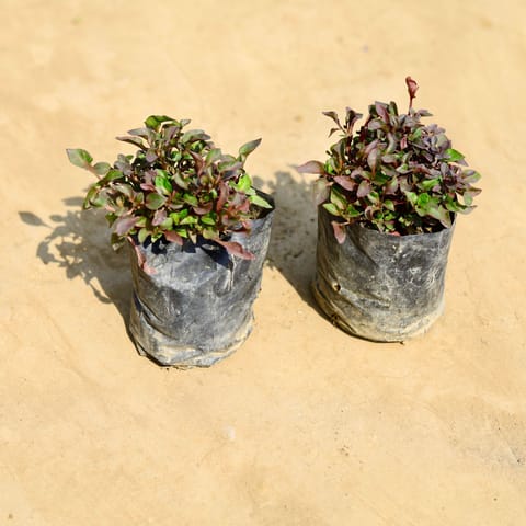 Set of 2 - Alternanthera Red in 4 inch Nursery bag